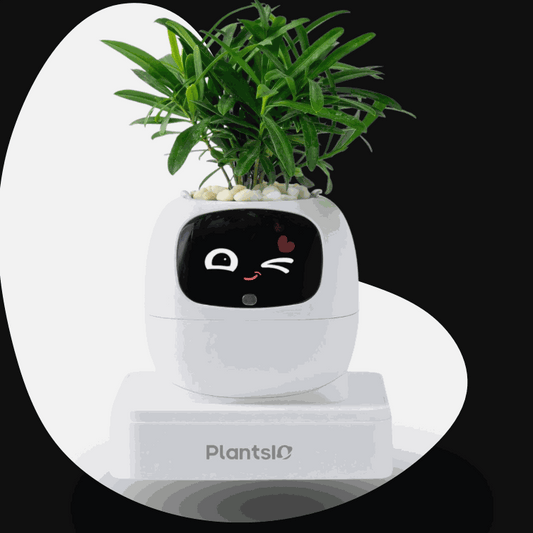 Ivy – Maceta Inteligente (Plantas Incluidas)